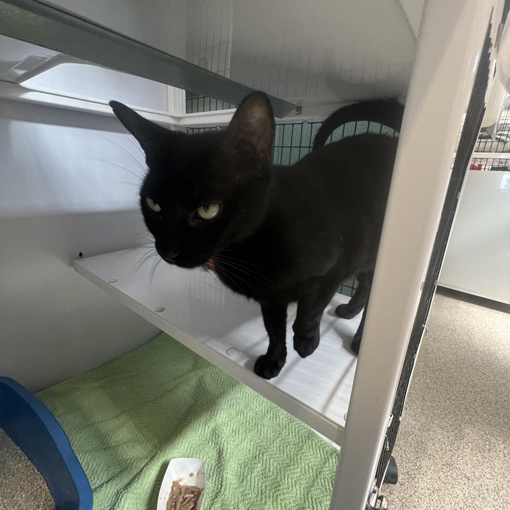 Enlarge Roxy, a Adoptable Domestic Short Hair in Sarasota, FL image 2/6