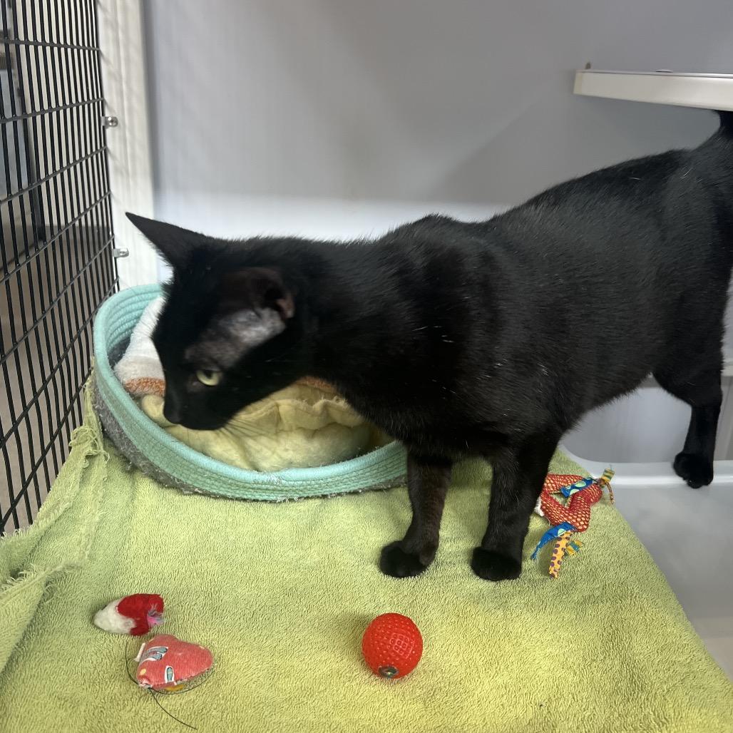 Enlarge Roxy, a Adoptable Domestic Short Hair in Sarasota, FL image 3/6