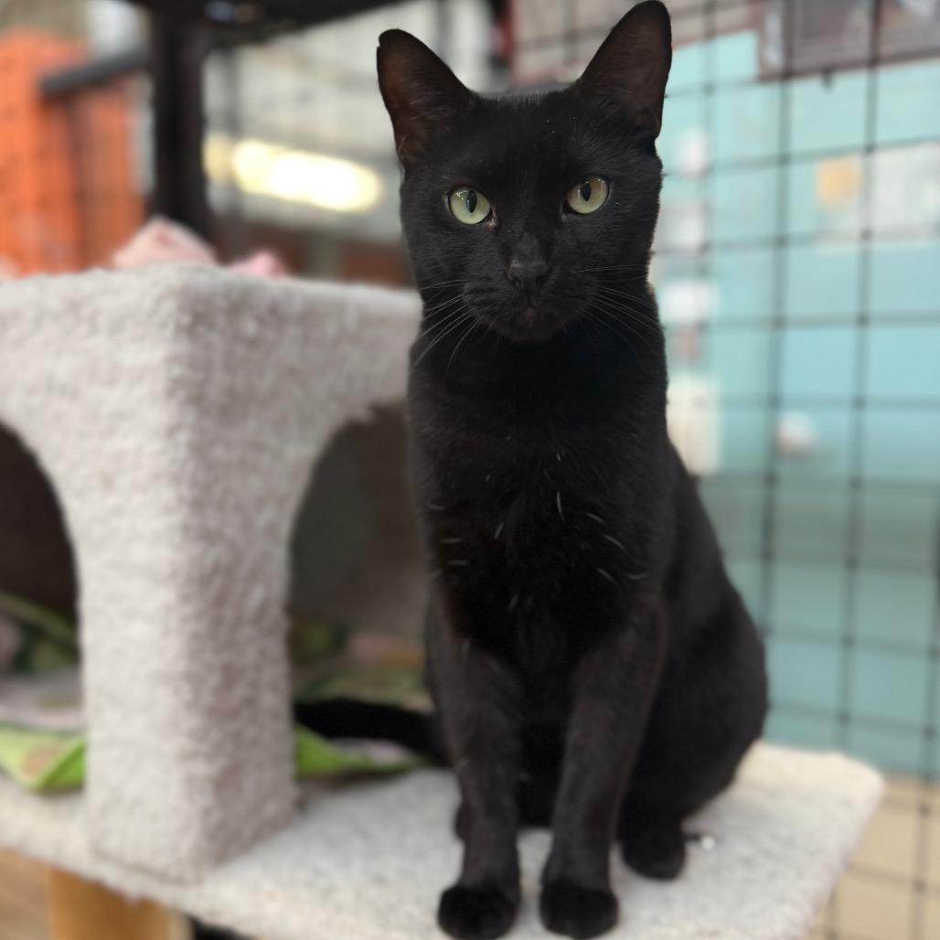Enlarge Roxy, a Adoptable Domestic Short Hair in Sarasota, FL image 4/6