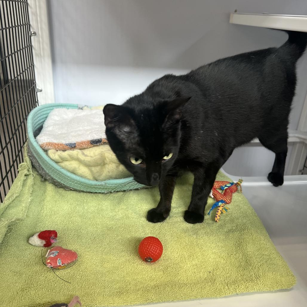 Enlarge Roxy, a Adoptable Domestic Short Hair in Sarasota, FL image 5/6