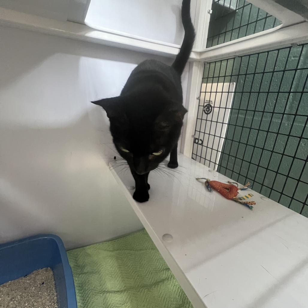Enlarge Roxy, a Adoptable Domestic Short Hair in Sarasota, FL image 6/6
