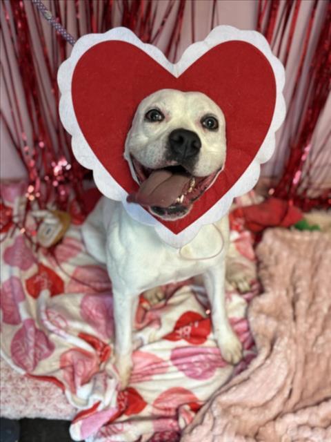 Enlarge RONDA, a Adoptable Boxer in Los Angeles, CA image 1/1