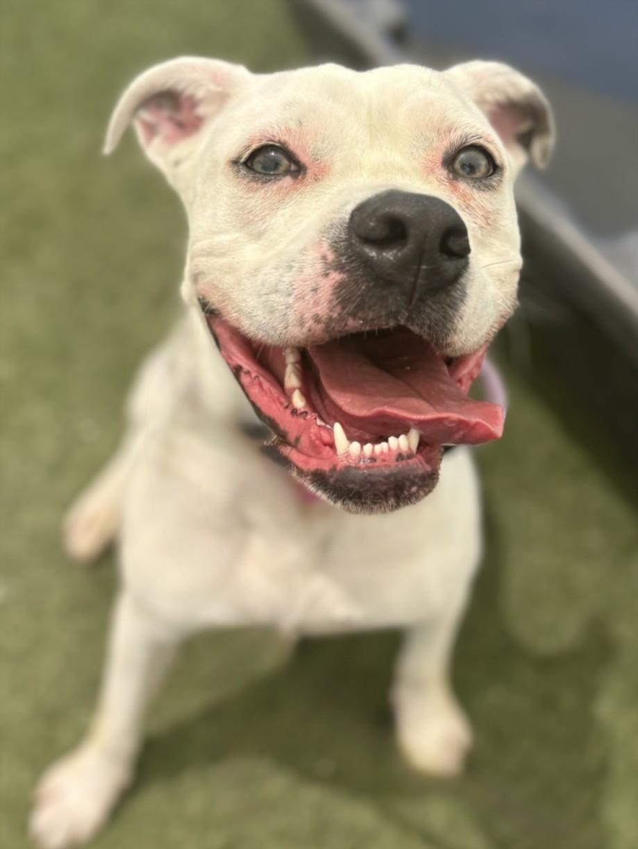 RONDA, Adoptable, Adult Female Boxer.