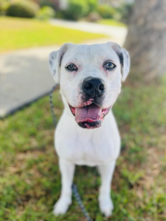 RONDA, Adoptable, Adult Female Boxer.