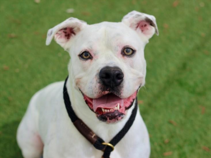 RONDA, Adoptable, Adult Female Boxer.