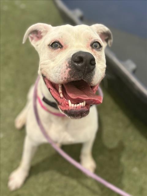 RONDA, Adoptable, Adult Female Boxer.