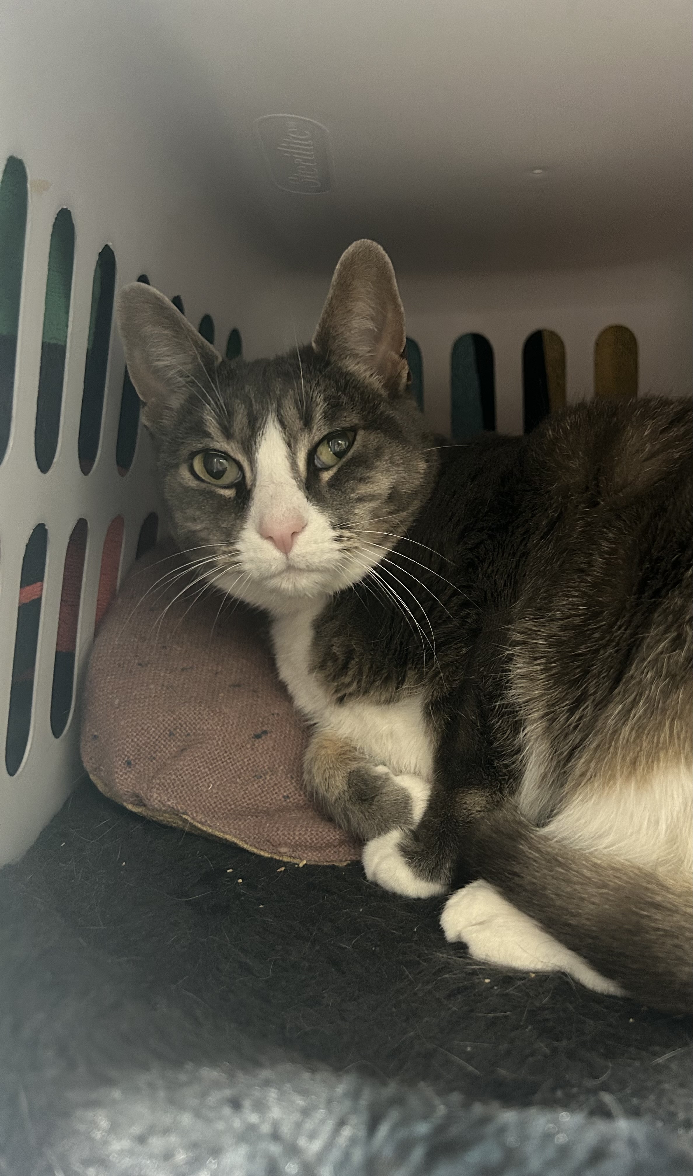 Ari #36995, Adopted, Senior Female Domestic Short Hair.