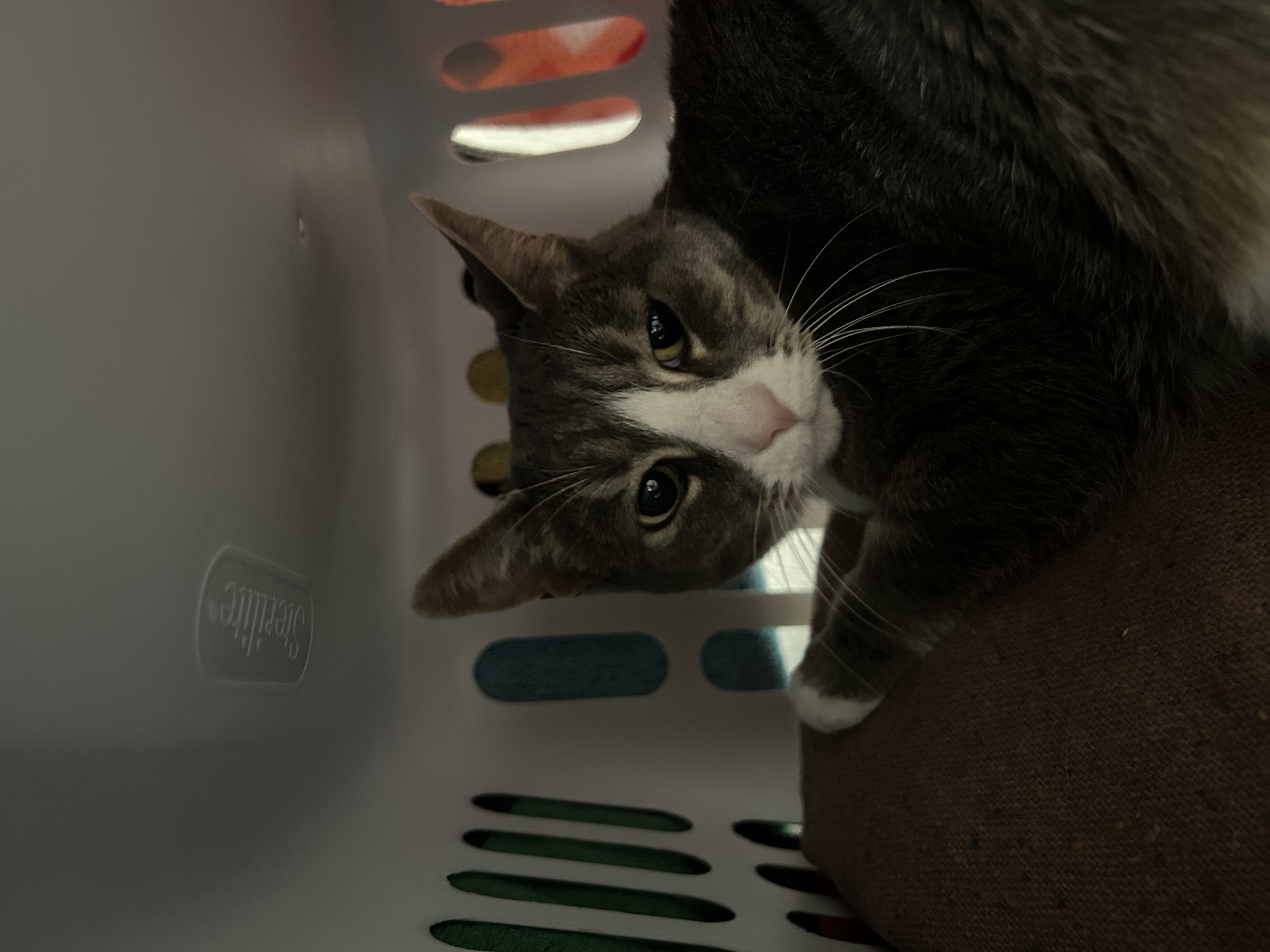 Ari #36995, a Adopted Domestic Short Hair in Langley, BC image 2/3