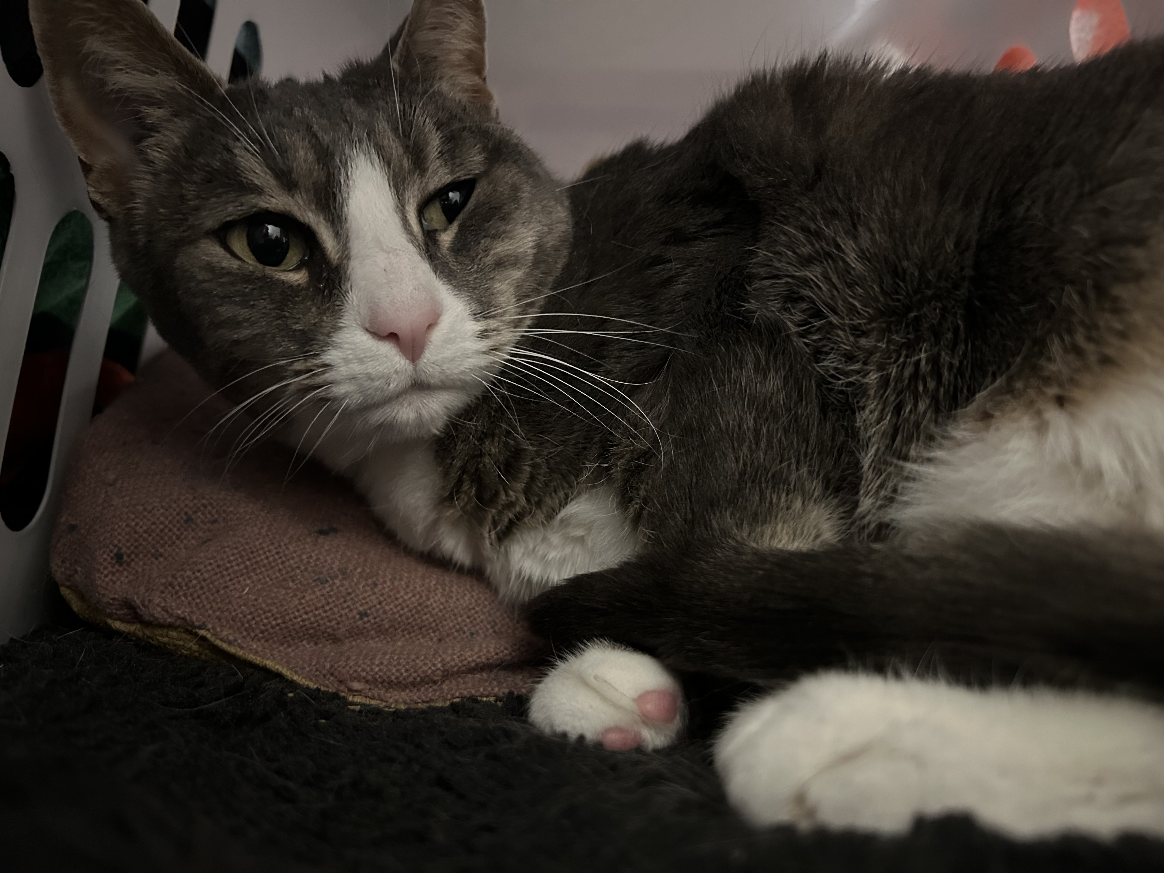 Ari #36995, a Adopted Domestic Short Hair in Langley, BC image 3/3