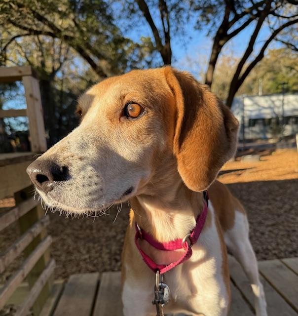 Enlarge Fawn, a ADOPTABLE Hound in Charleston, SC image 3/3
