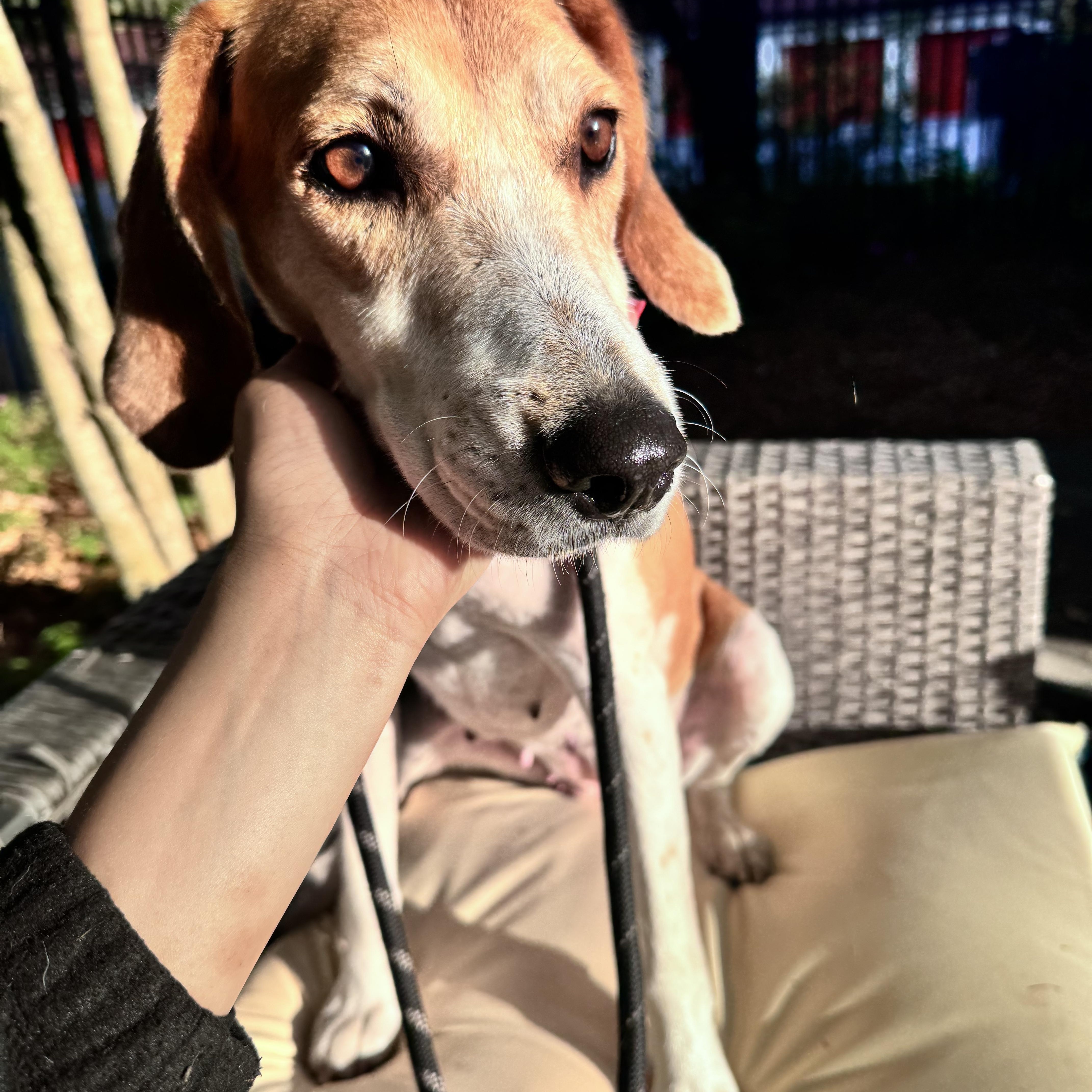 Enlarge Fawn, a ADOPTABLE Hound in Charleston, SC image 2/4