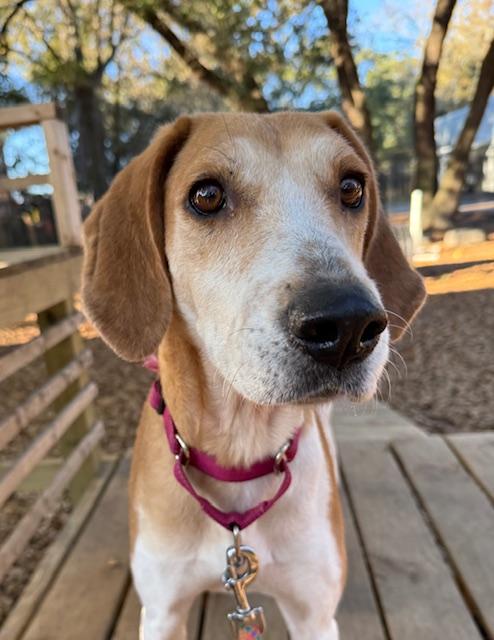 Enlarge Fawn, a ADOPTABLE Hound in Charleston, SC image 2/3