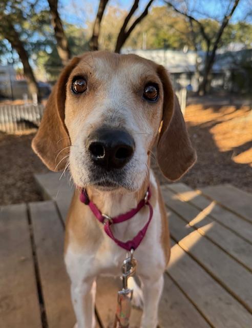 Enlarge Fawn, a ADOPTABLE Hound in Charleston, SC image 1/3