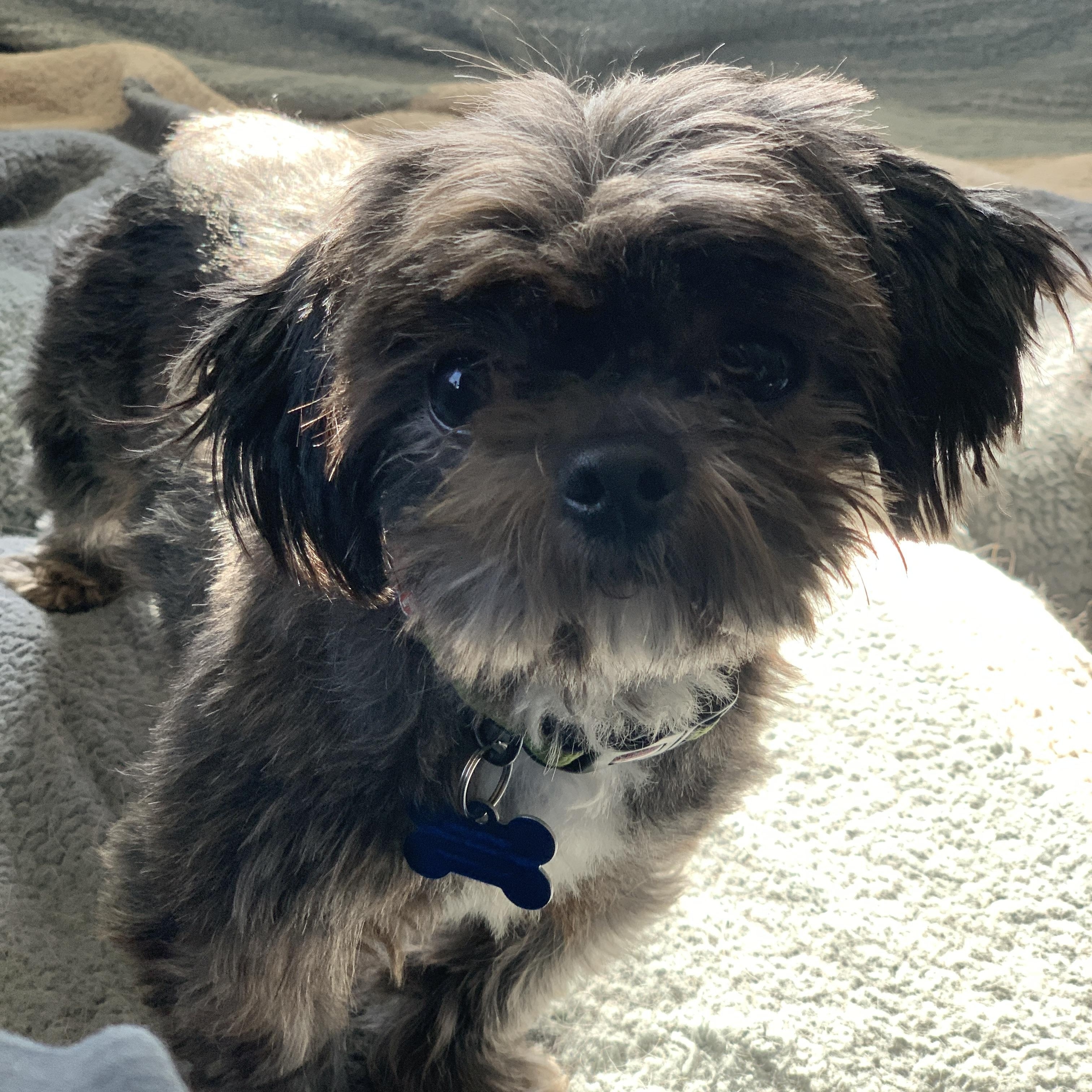 Enlarge Maximus, an adopted mixed breed in Minneapolis, MN image 5/6