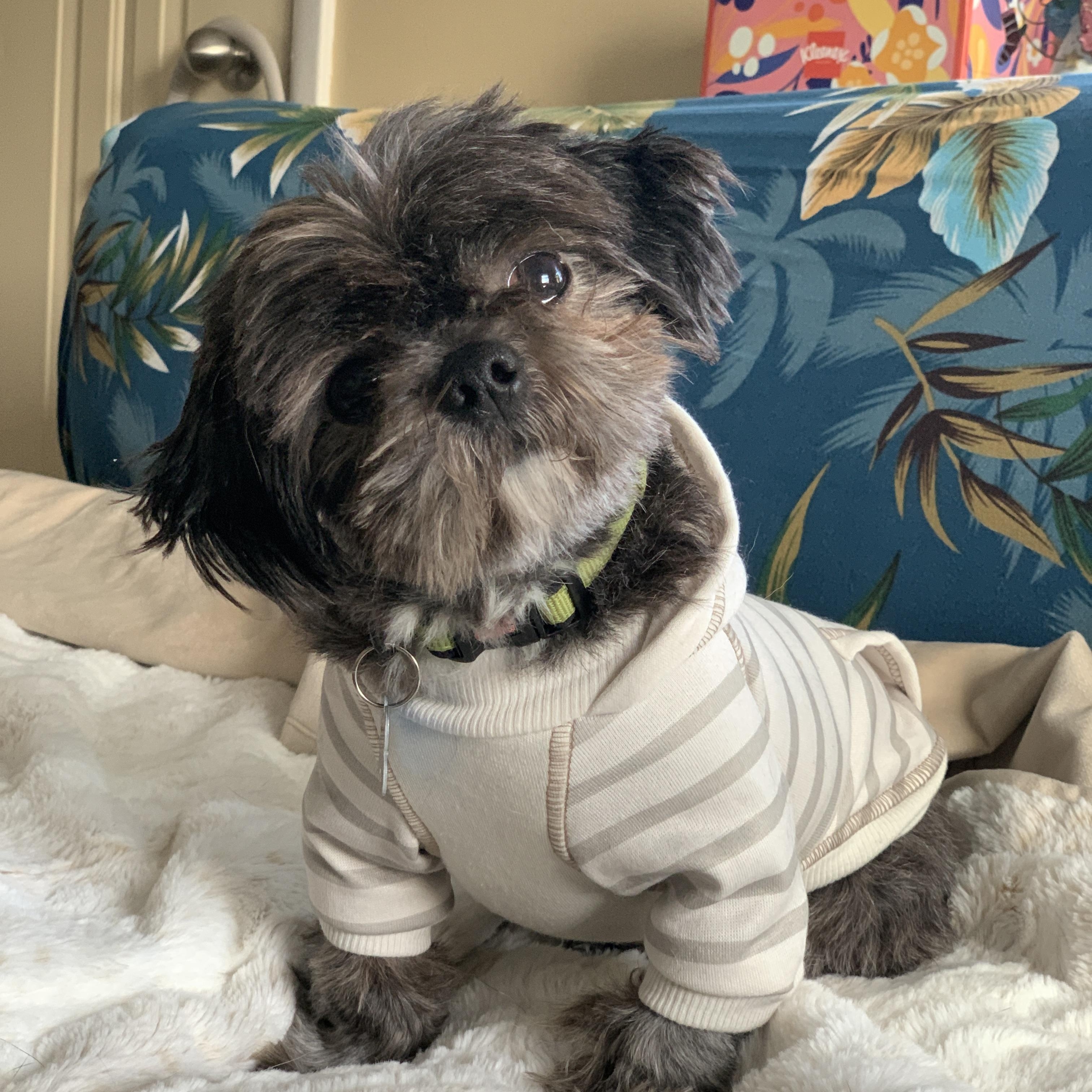 Maximus, adopted, Adult Male Shih Tzu & Miniature Poodle.