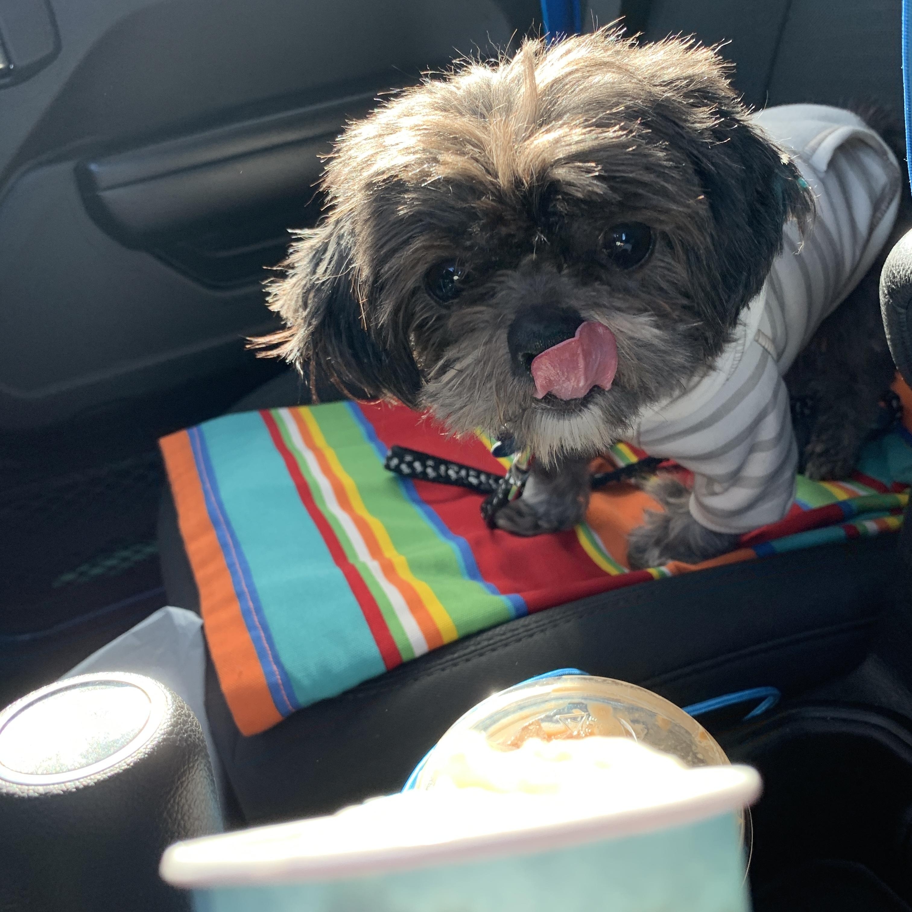 Enlarge Maximus, an adopted mixed breed in Minneapolis, MN image 6/6