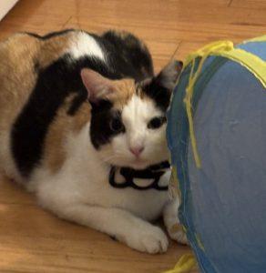 Mau, adopted, Young Female Calico.