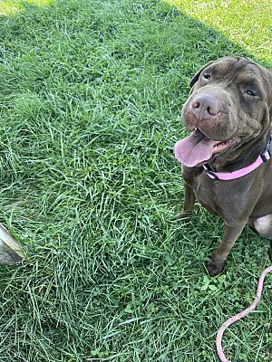 Enlarge Ariel, a Adopted mixed breed in Vallonia, IN image 1/1