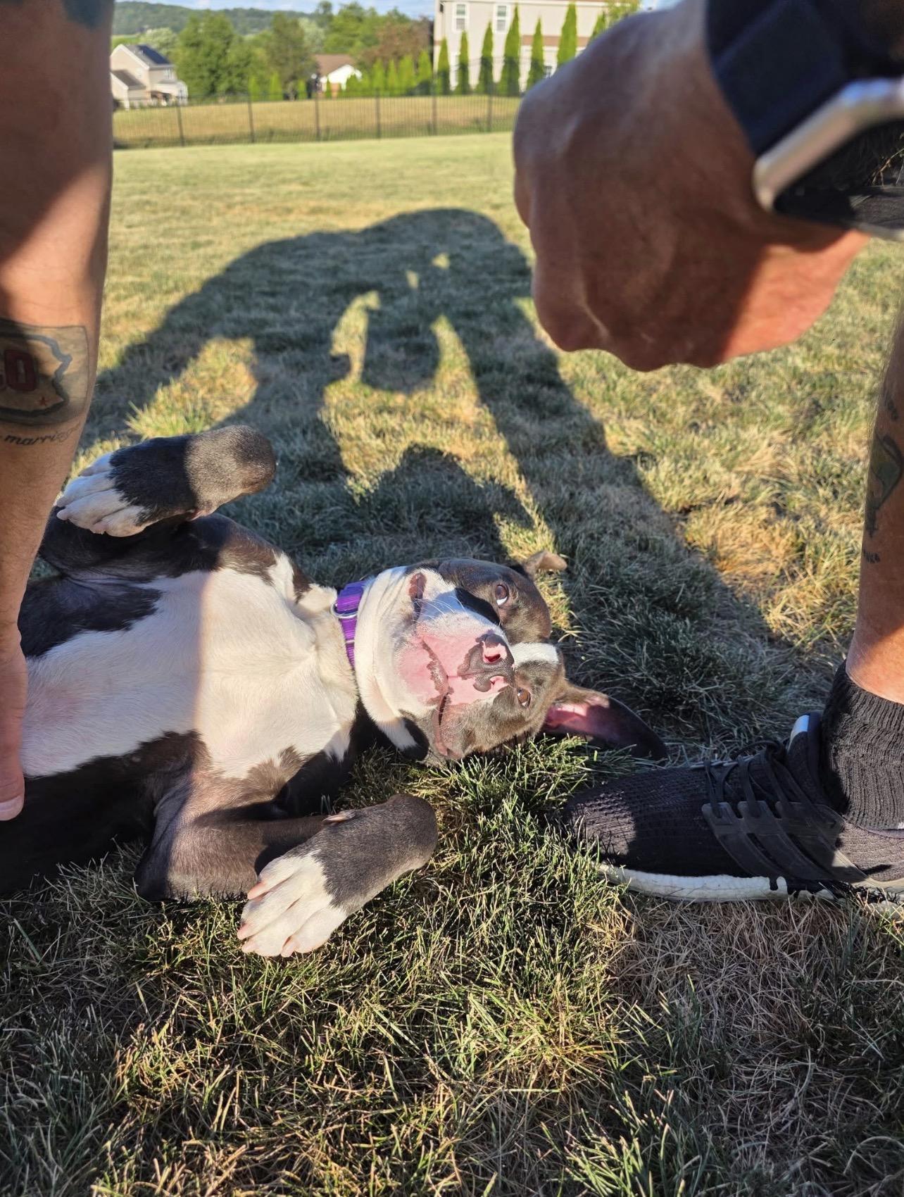 Enlarge Wags , a ADOPTABLE American Staffordshire Terrier in Voorhees, NJ image 3/5