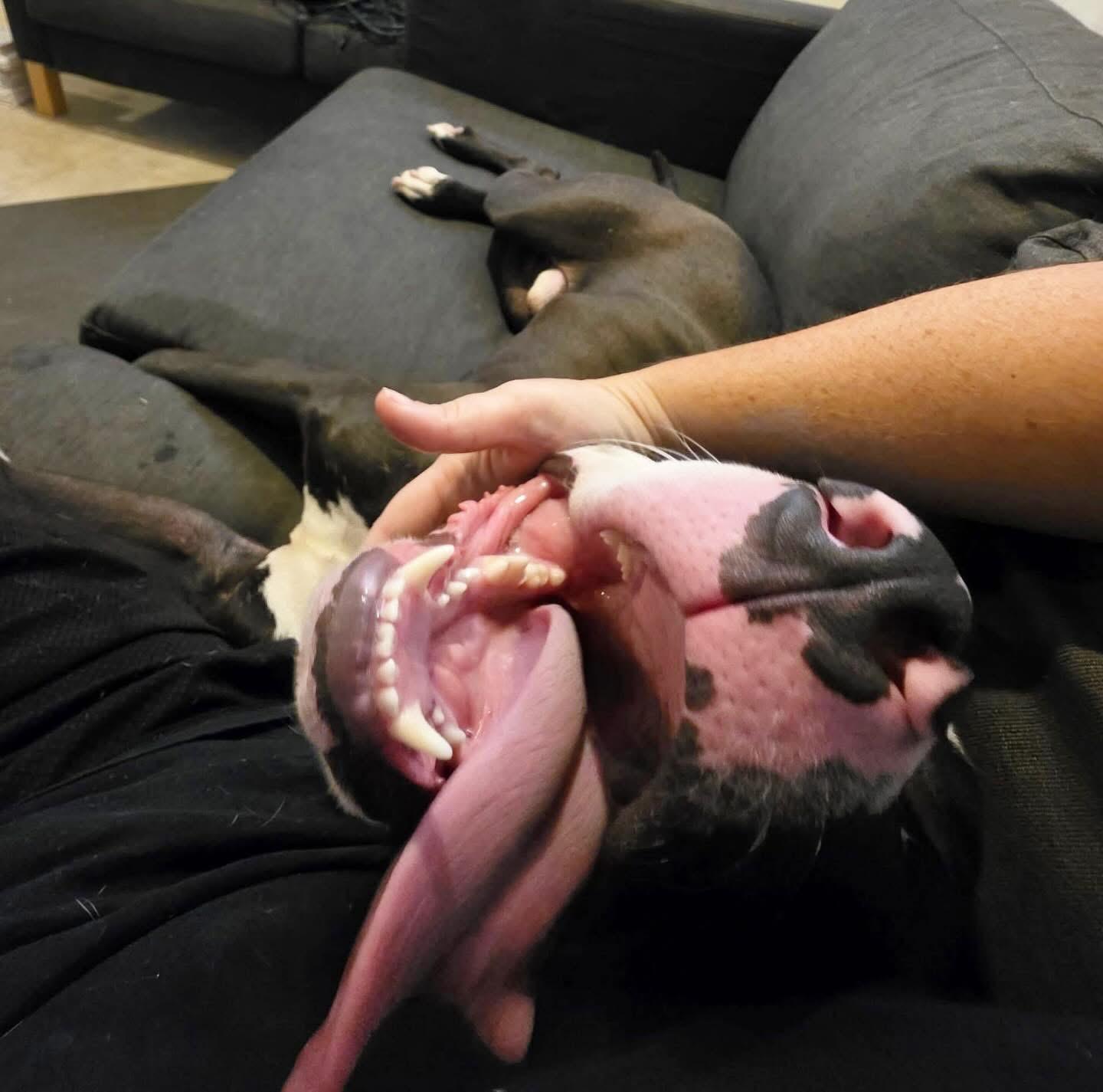 Enlarge Wags , a ADOPTABLE American Staffordshire Terrier in Voorhees, NJ image 5/5