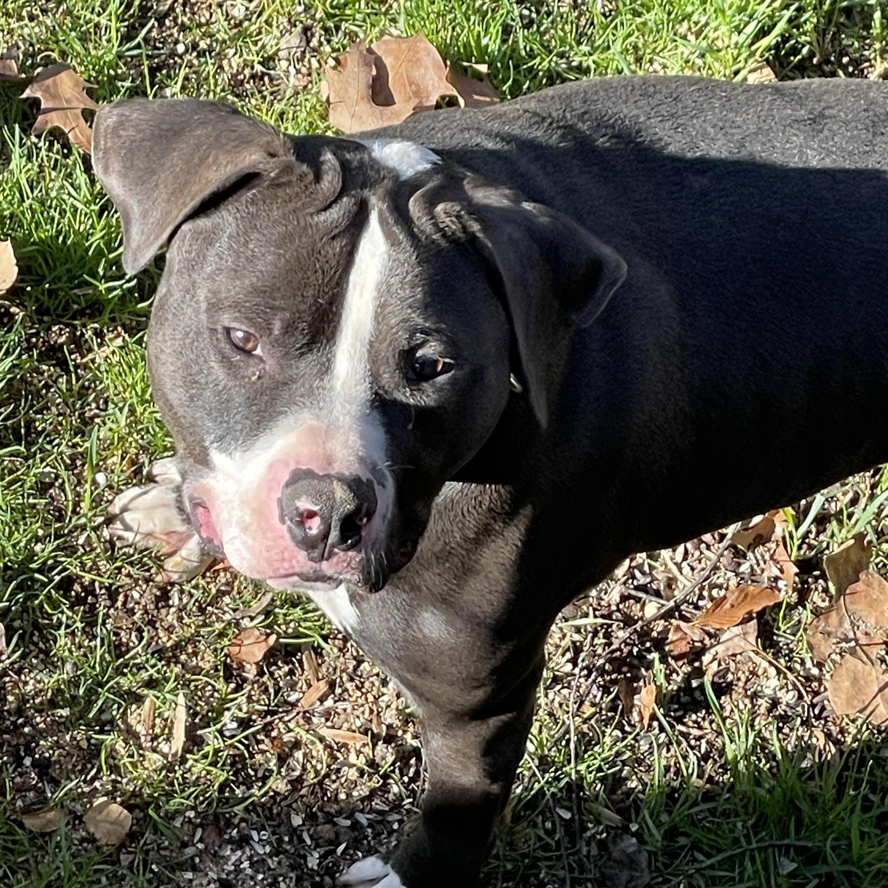 Enlarge Wags , a ADOPTABLE American Staffordshire Terrier in Voorhees, NJ image 1/5