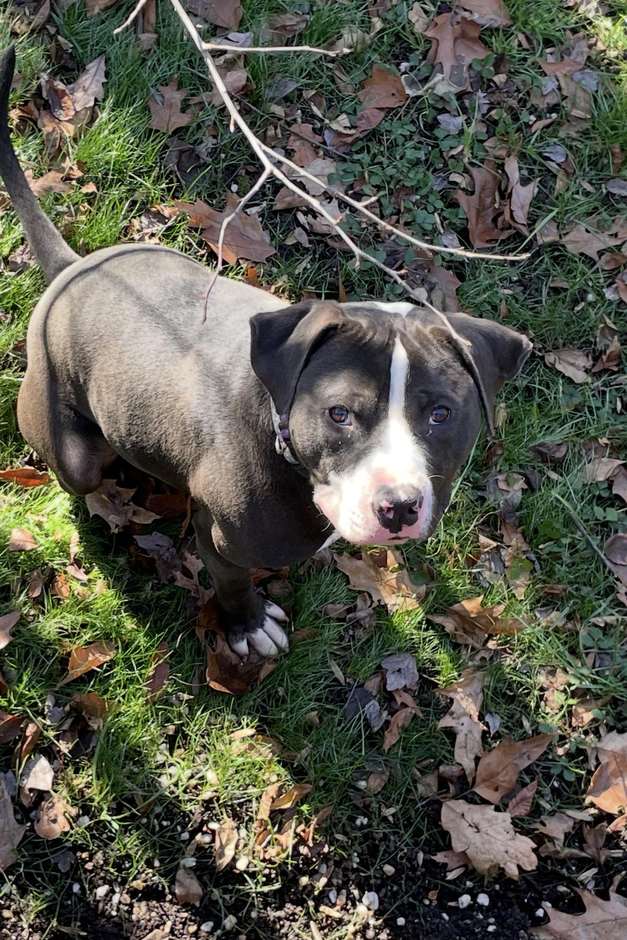 Enlarge Wags , a ADOPTABLE American Staffordshire Terrier in Voorhees, NJ image 2/5