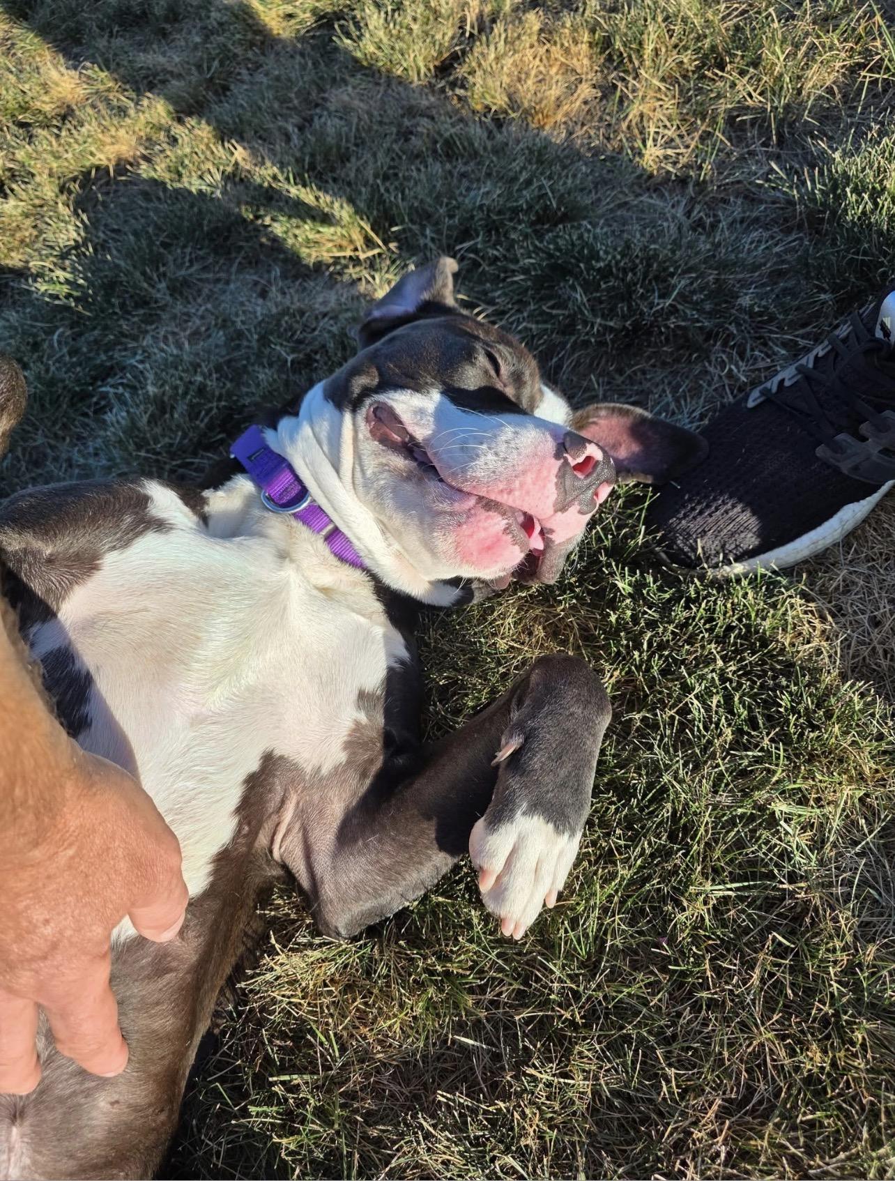 Enlarge Wags , a ADOPTABLE American Staffordshire Terrier in Voorhees, NJ image 4/5