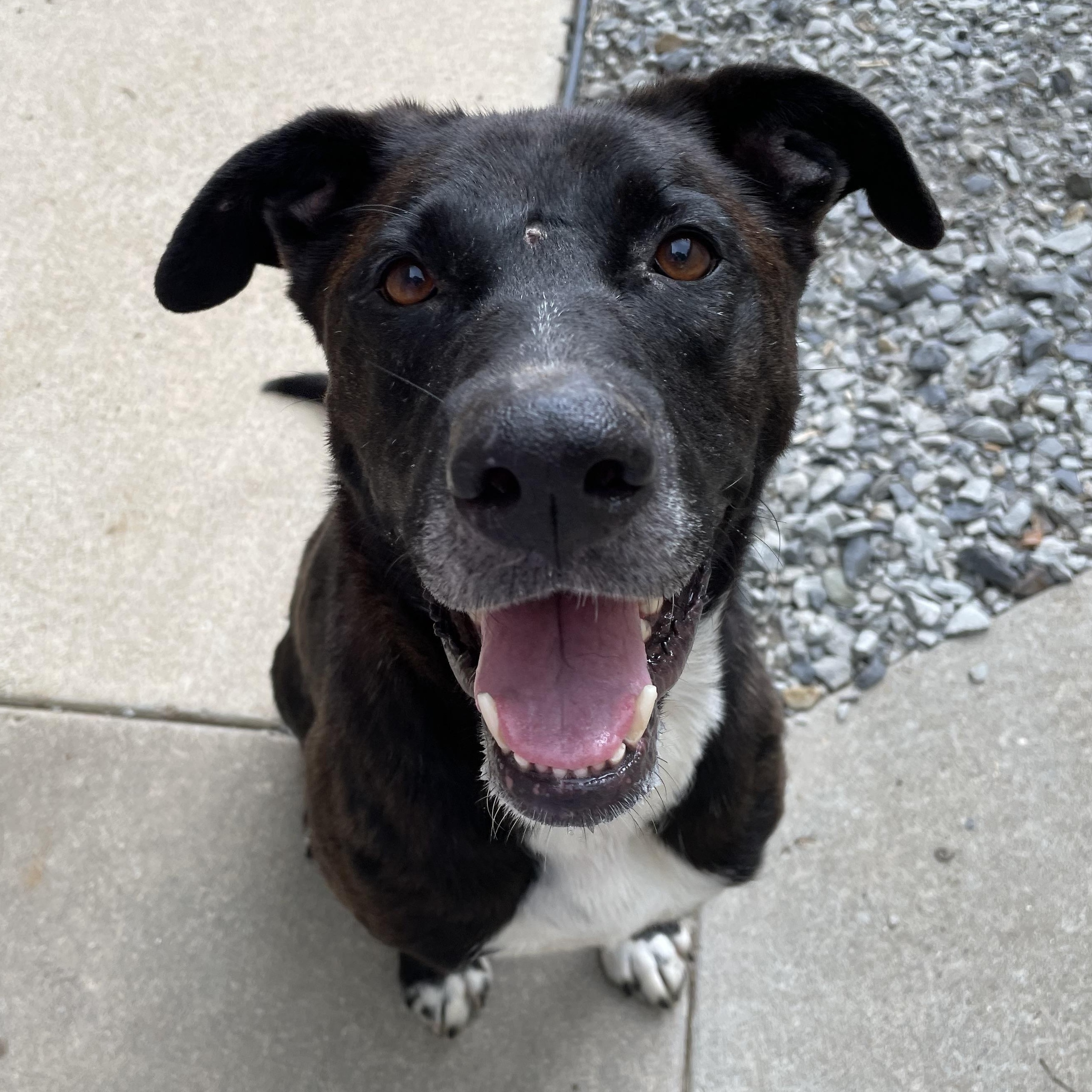 Blackie, Adoptable, Adult Female Labrador Retriever.
