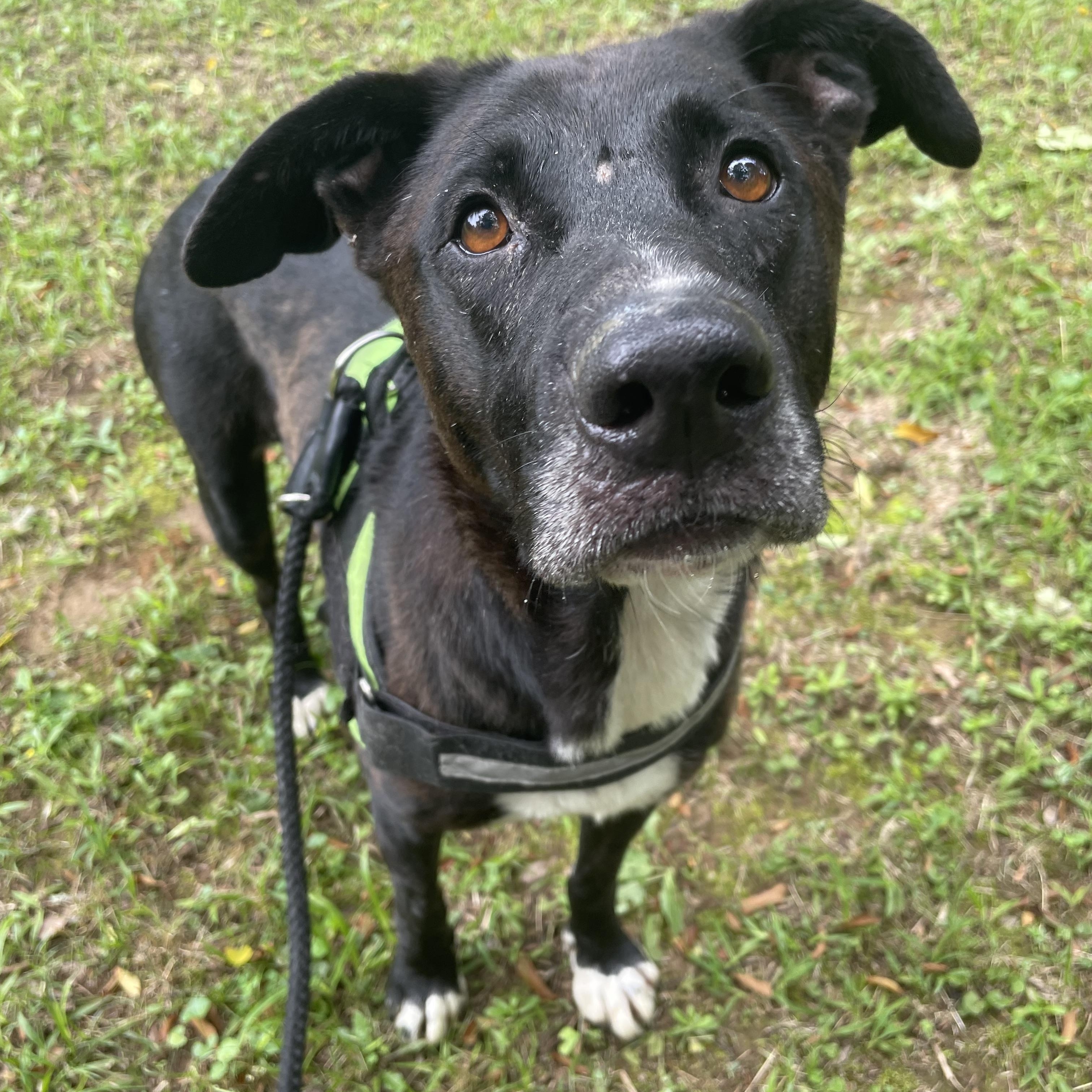 Blackie, a Adoptable mixed breed in Heber Springs, AR image 2/5