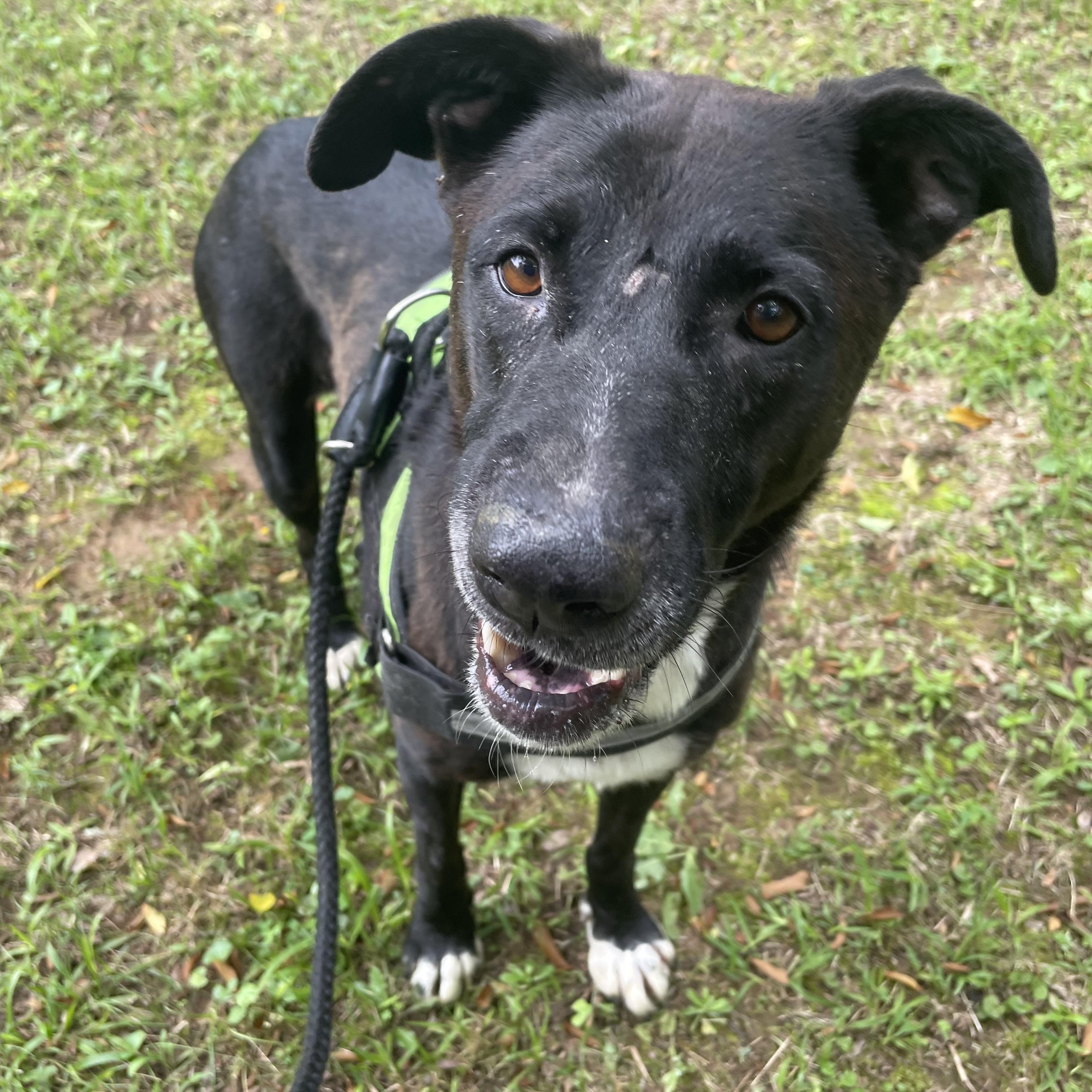 Blackie, a Adoptable mixed breed in Heber Springs, AR image 4/5