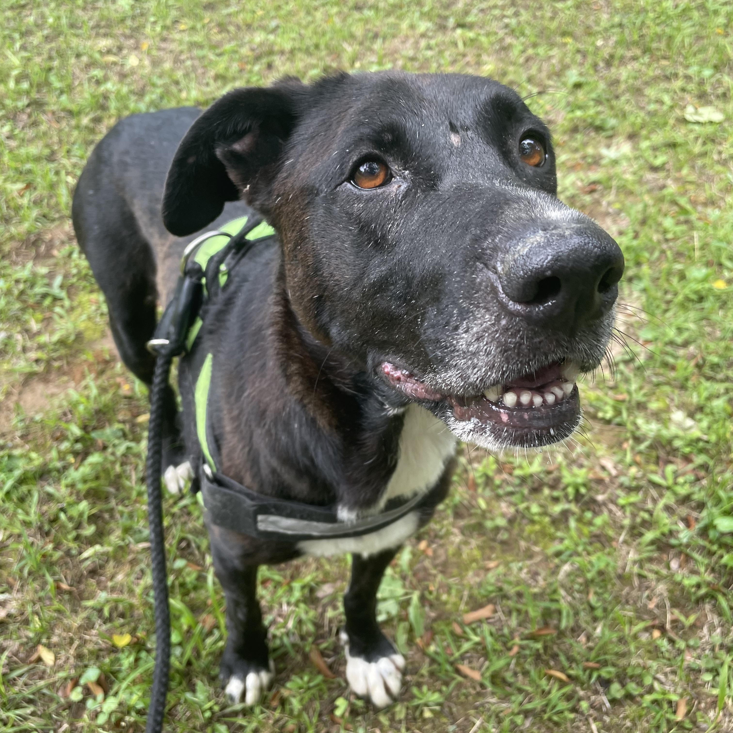 Blackie, a Adoptable mixed breed in Heber Springs, AR image 5/5