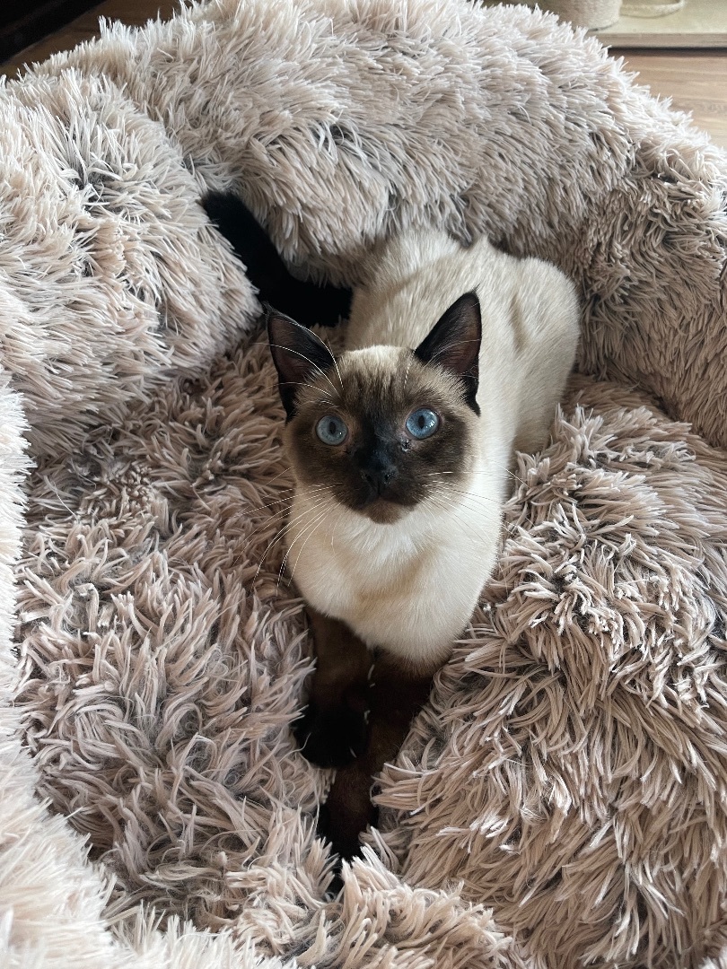 Enlarge Clarissa, a Adopted Domestic Short Hair in Boston, MA image 1/3