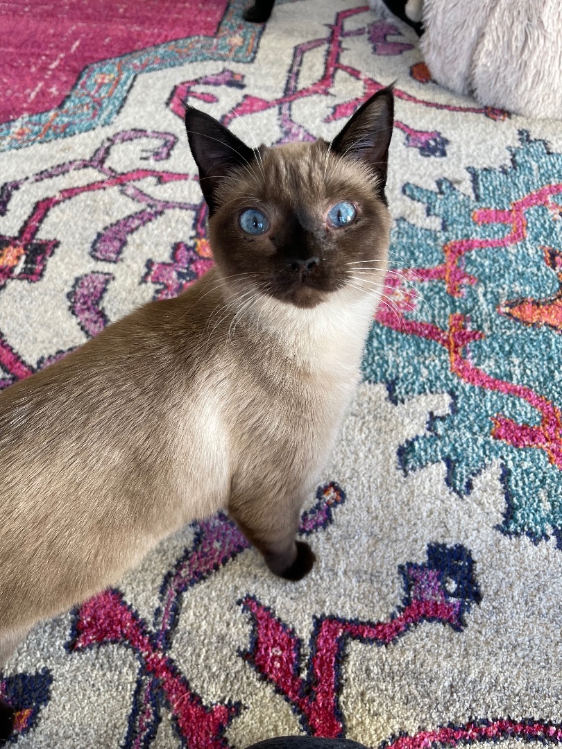 Enlarge Clarissa, a Adopted Domestic Short Hair in Boston, MA image 2/3