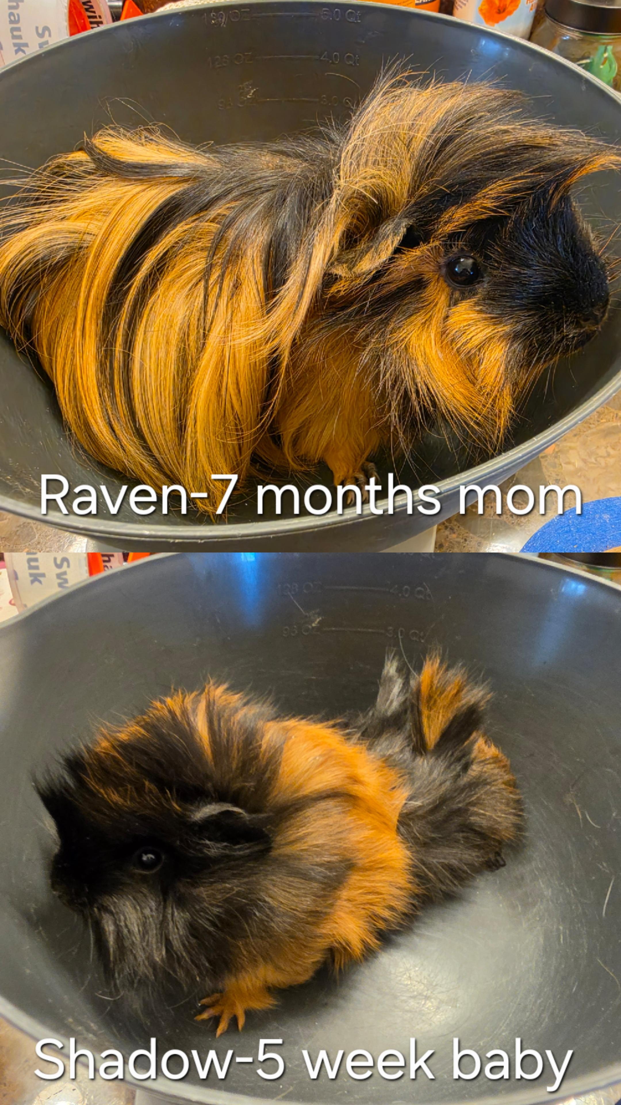 Raven & Shadow, an adopted Peruvian in Walnut Grove, CA image 2/3
