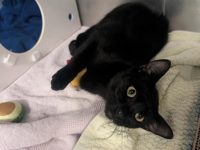 Enlarge AVOCADO, a Adoptable Domestic Short Hair in Palo Alto, CA image 1/1