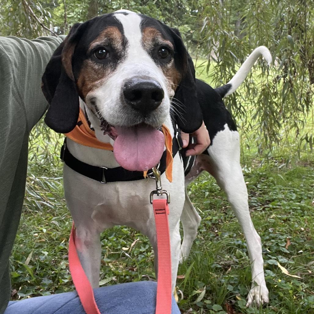 Zero, a Adoptable Treeing Walker Coonhound in Fort Wayne, IN image 1/6