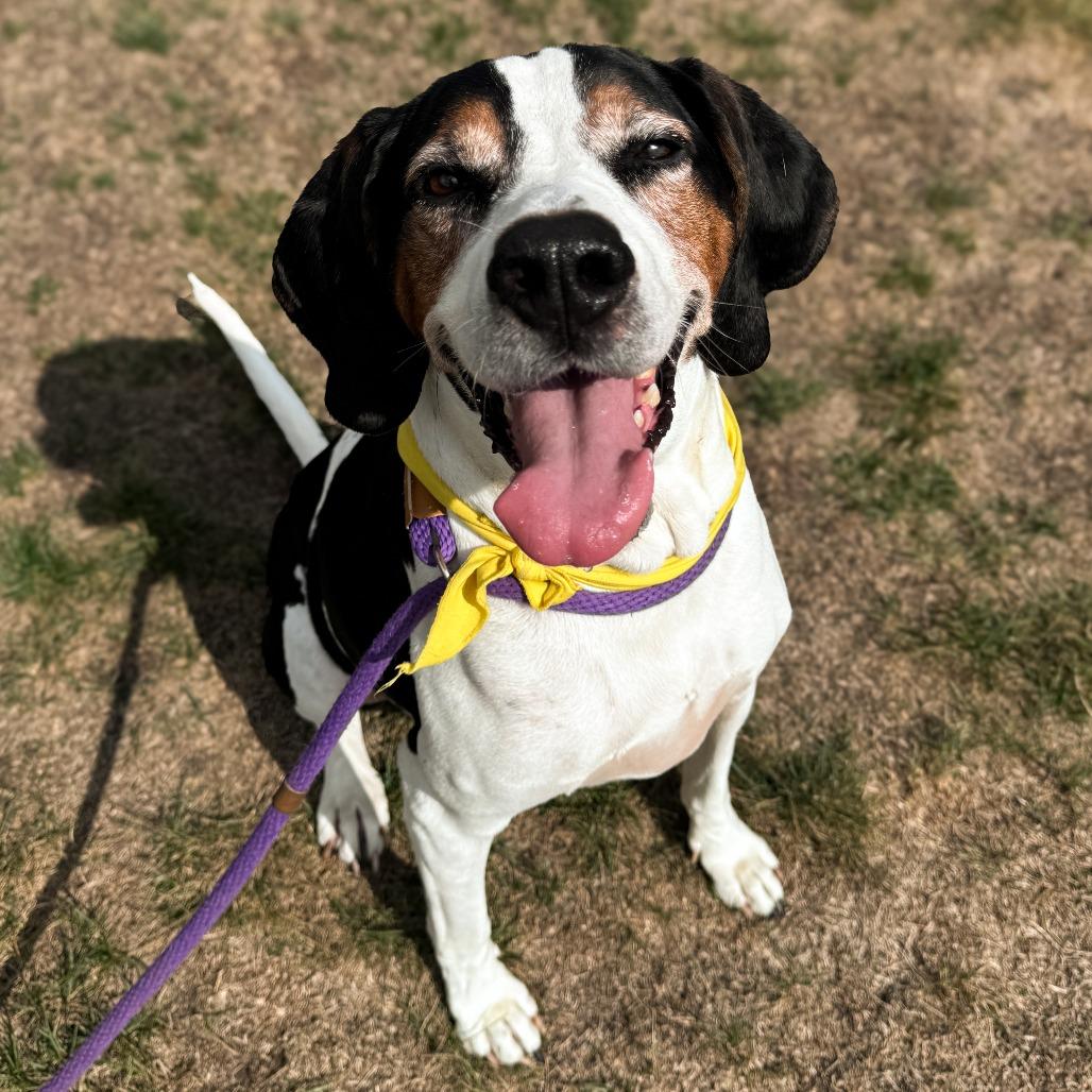 Zero, a Adoptable Treeing Walker Coonhound in Fort Wayne, IN image 2/6