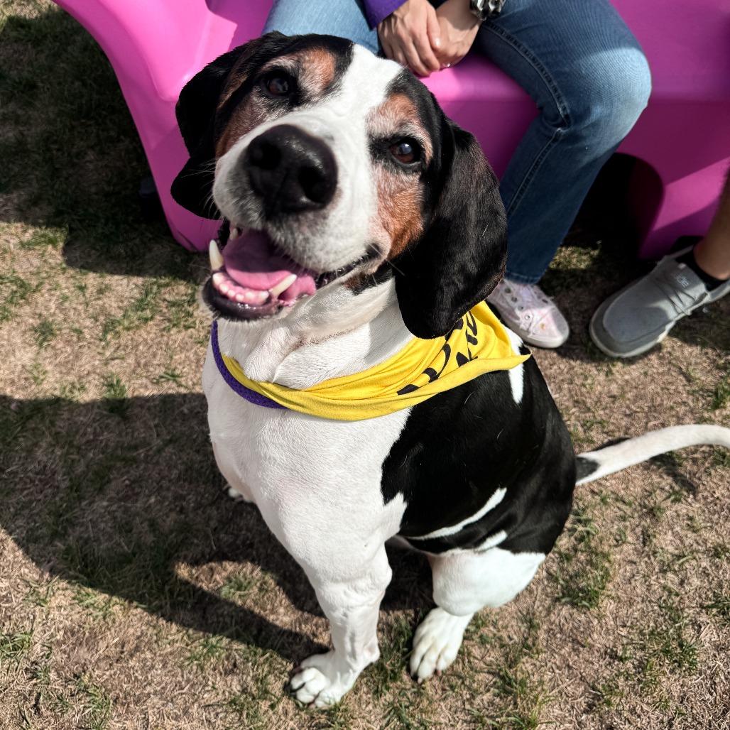 Zero, a Adoptable Treeing Walker Coonhound in Fort Wayne, IN image 3/6