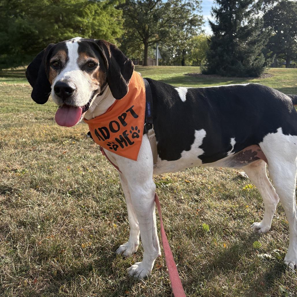 Zero, a Adoptable Treeing Walker Coonhound in Fort Wayne, IN image 5/6