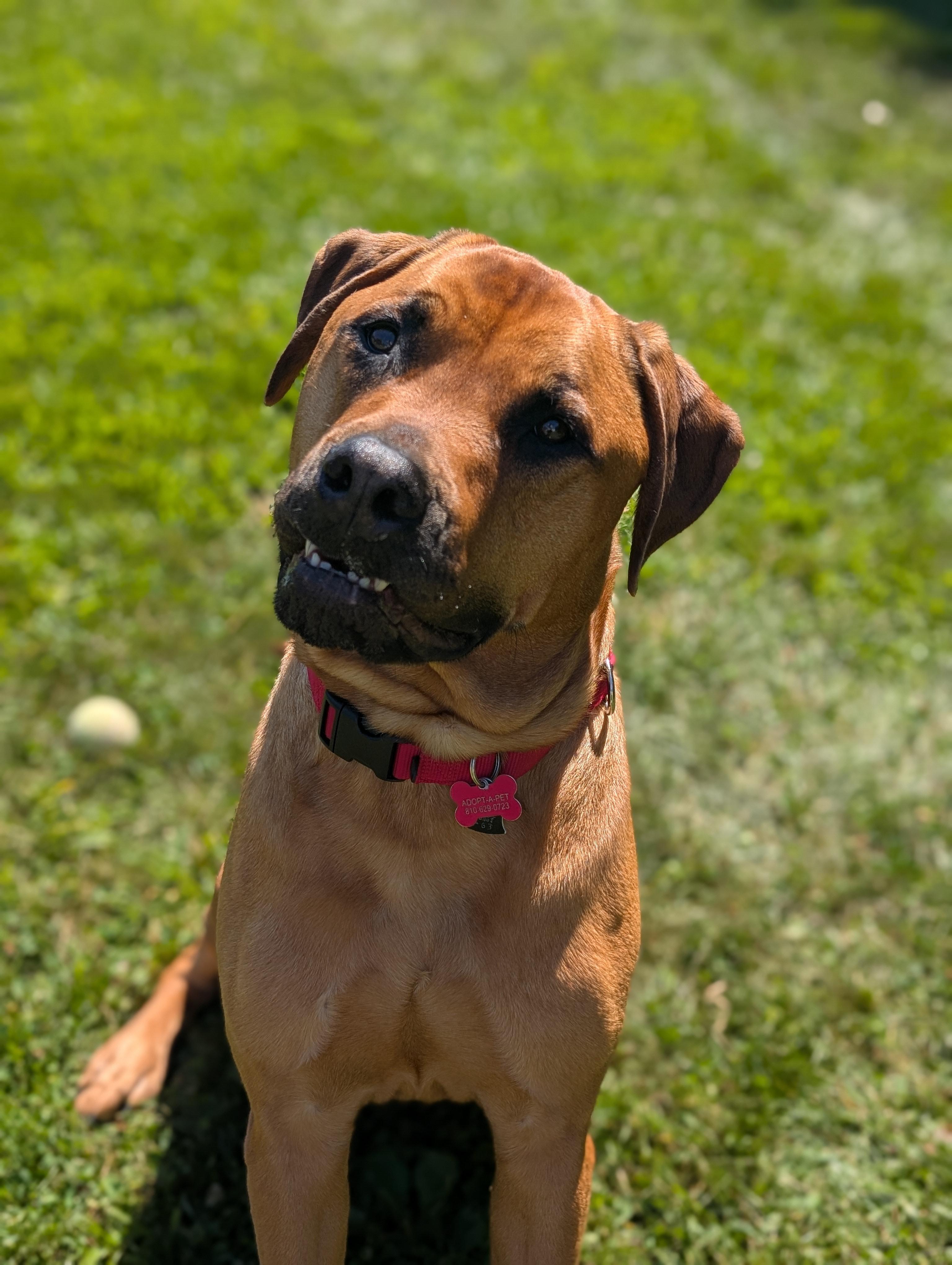 Bentley (aka Bergamot) photo 2