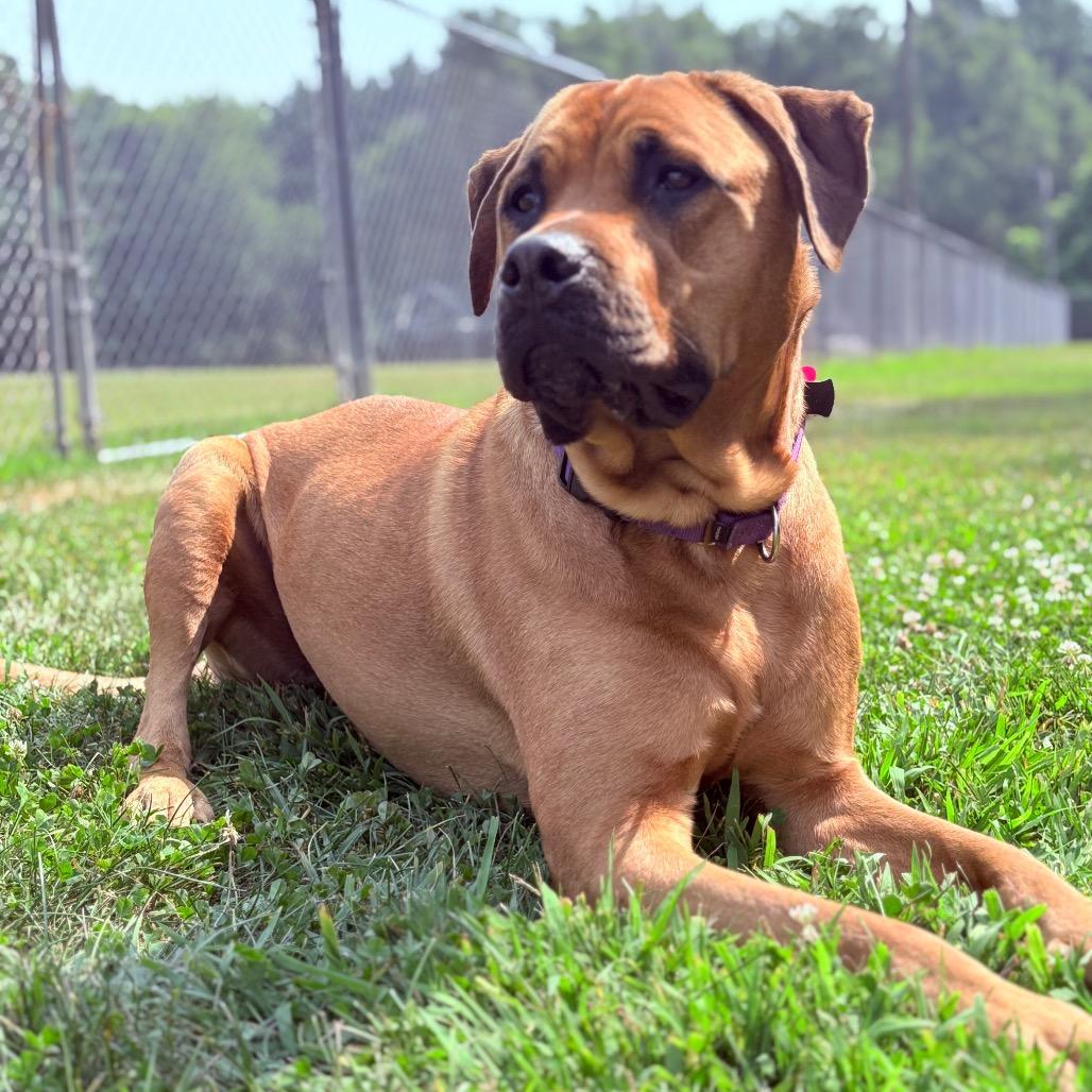 Bentley (aka Bergamot), Adult Male unknown