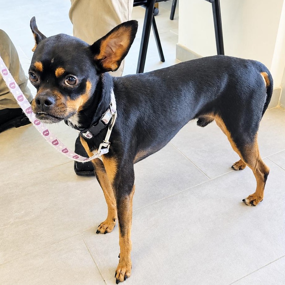 Romeo, ADOPTABLE, Adult Male Miniature Pinscher & Chihuahua.