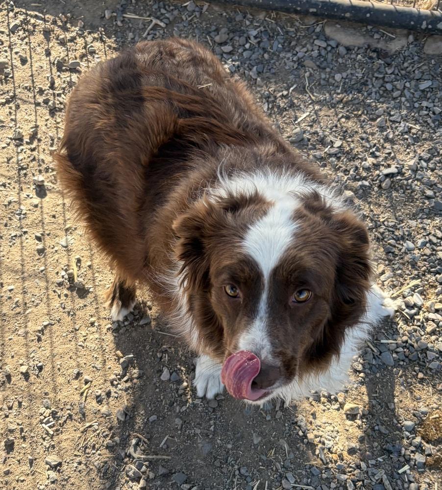 Georgie, Adoptable, Adult Female Border Collie.