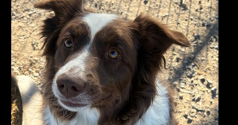 Enlarge Georgie, a Adoptable mixed breed in Challis, ID image 2/3