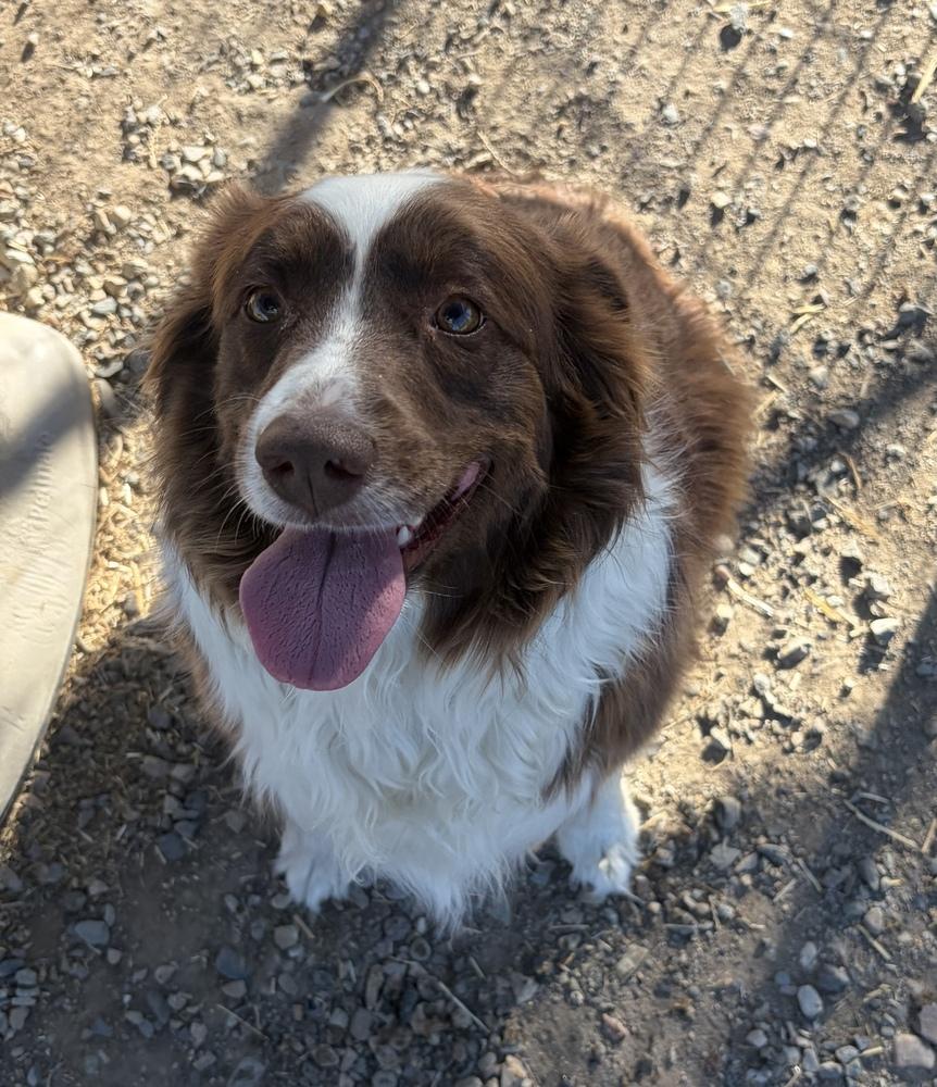 Enlarge Georgie, a Adoptable mixed breed in Challis, ID image 3/3