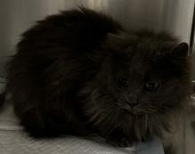 Kiko, Adoptable, Young Female Domestic Long Hair & Domestic Short Hair.