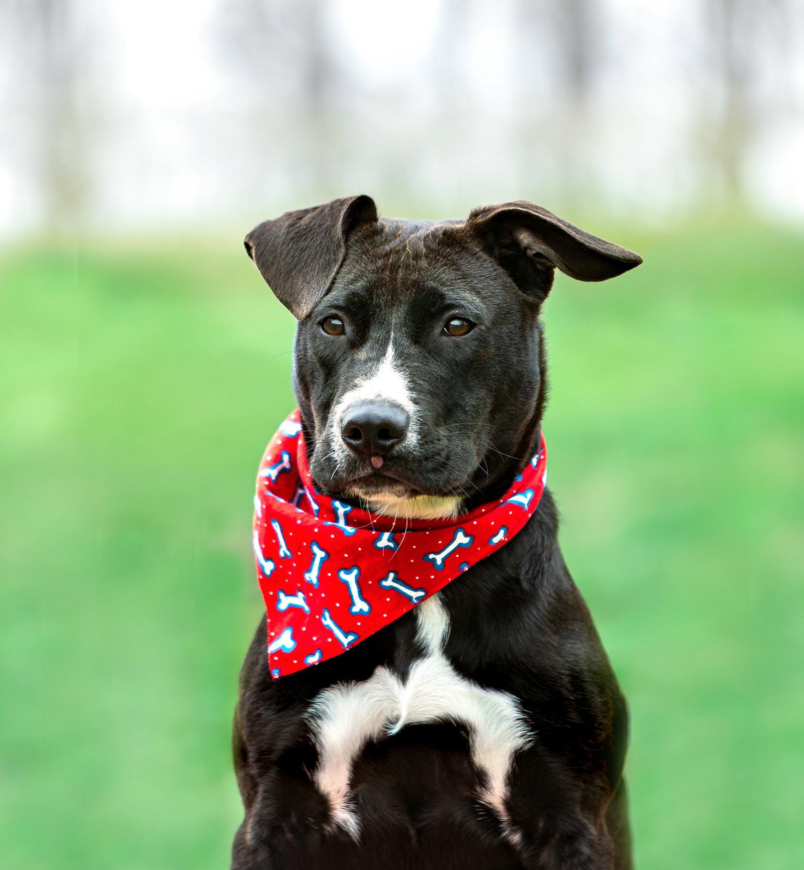 Lewis, Adoptable, Young Male Terrier & Labrador Retriever.