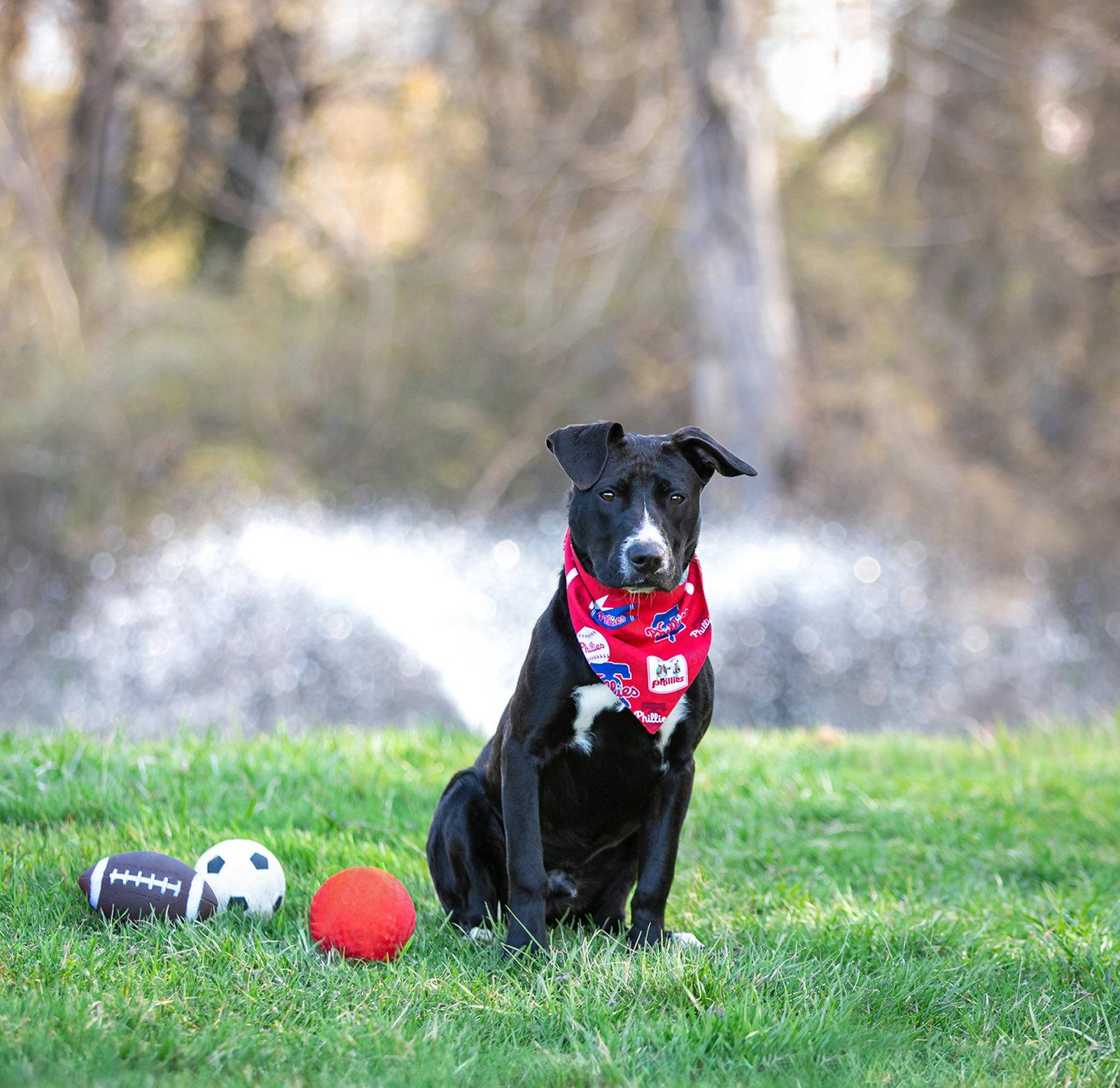 Enlarge Lewis, a Adoptable mixed breed in Coatesville, PA image 2/3