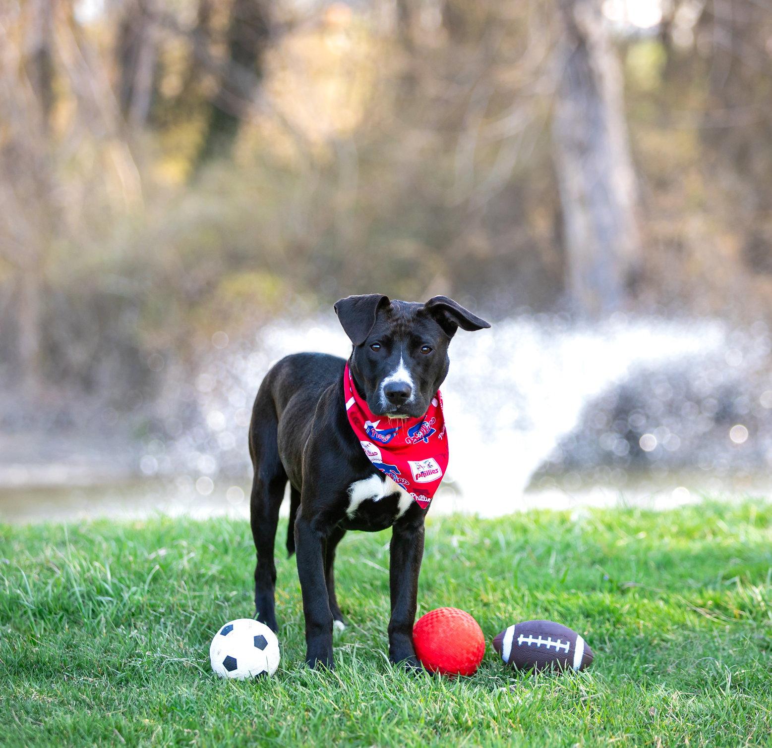 Enlarge Lewis, a Adoptable mixed breed in Coatesville, PA image 3/3