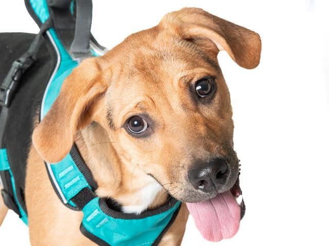 Enlarge Dolly A061286, a Adoptable mixed breed in San Andreas, CA image 1/3